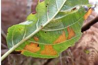 Coleophora alnifoliae