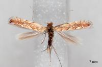 Phyllonorycter messaniella