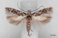 Carpatolechia decorella