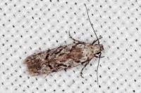 Carpatolechia decorella