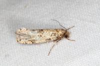 Morophaga choragella
