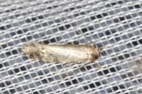 Nemapogon agenjoi