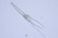 Nemapogon agenjoi