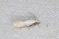 Elachista lugdunensis
