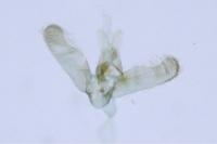 Elachista lugdunensis