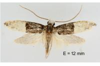 Trichophaga bipartitella