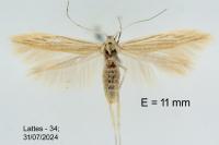 Coleophora maritimella