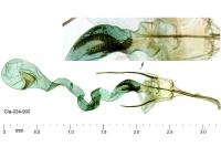 Coleophora maritimella