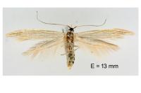 Coleophora conyzae