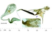 Coleophora conyzae