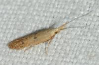 Coleophora salicorniae