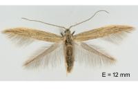 Coleophora texanella