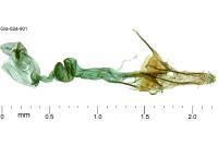 Coleophora texanella