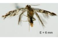 Elachista stabilella