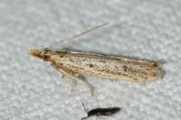 Holcopogon bubulcellus