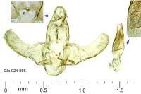 Eurodachtha siculella