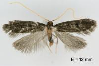 Eurodachtha siculella