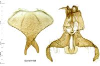 Scythris limbella