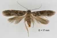 Blastobasis glandulella