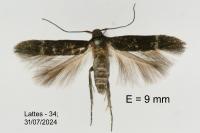 Ascalenia vanella