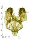 Ascalenia vanella