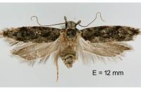 Carpatolechia fugacella