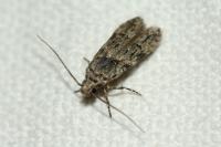 Istrianis arenicolella