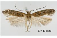 Scrobipalpa salinella
