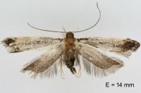 Dichomeris alacella