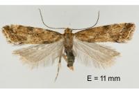Brachmia blandella