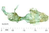 Brachmia blandella