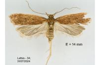 Helcystogramma lutatella