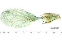 Helcystogramma lutatella