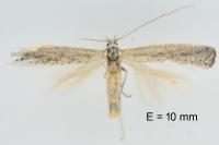 Mondeguina mediterranella