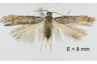 Ivanauskiella occitanica