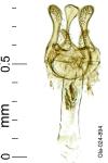 Ivanauskiella occitanica