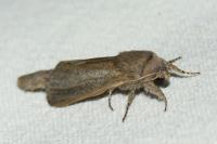 Phragmataecia castaneae