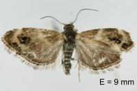 Tebenna micalis