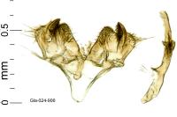 Tebenna micalis