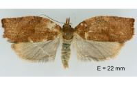Pandemis heparana