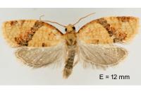 Clepsis consimilana