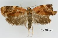 Ditula angustiorana