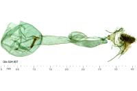 Ditula angustiorana