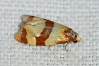 Phalonidia albipalpana
