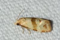 Phalonidia contractana