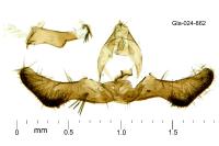 Pammene suspectana