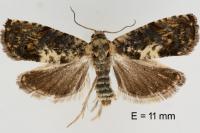 Pammene suspectana