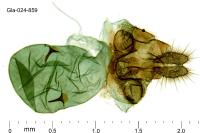 Pammene suspectana