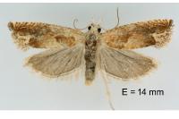 Eucosma conterminana