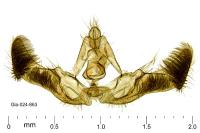 Eucosma conterminana